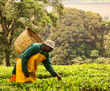 TORs Green and Climate Finance Expert